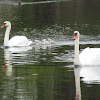 Mute Swan (family)