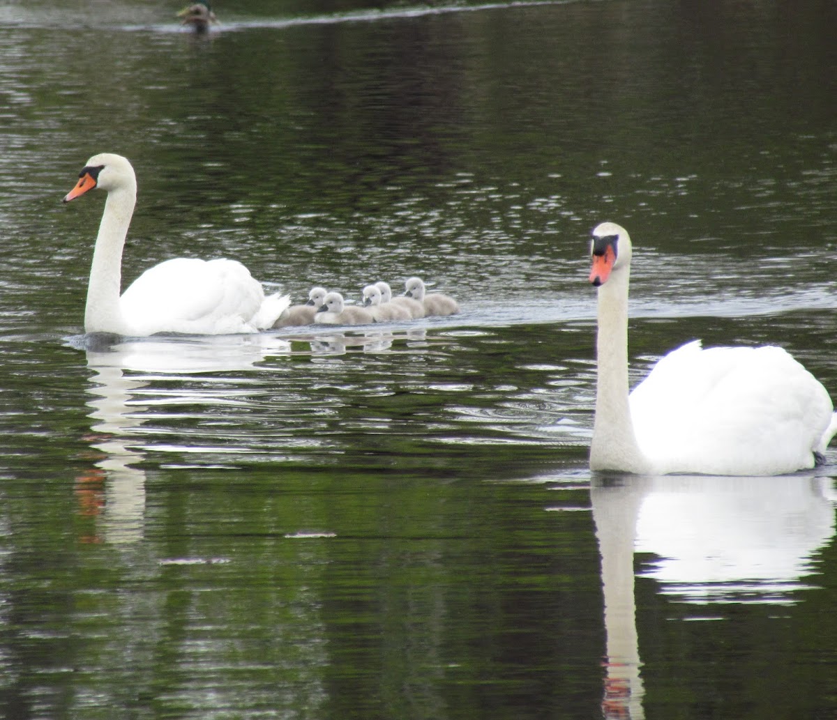 Mute Swan (family)
