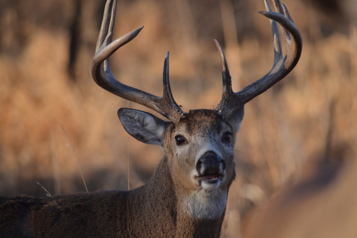 White-tailed Deer