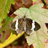 White-striped black moth