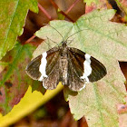 White-striped black moth