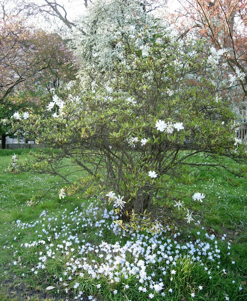 Magnolia stellata (Magnolia estrellada) | Project Noah