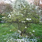 Magnolia stellata (Magnolia estrellada)