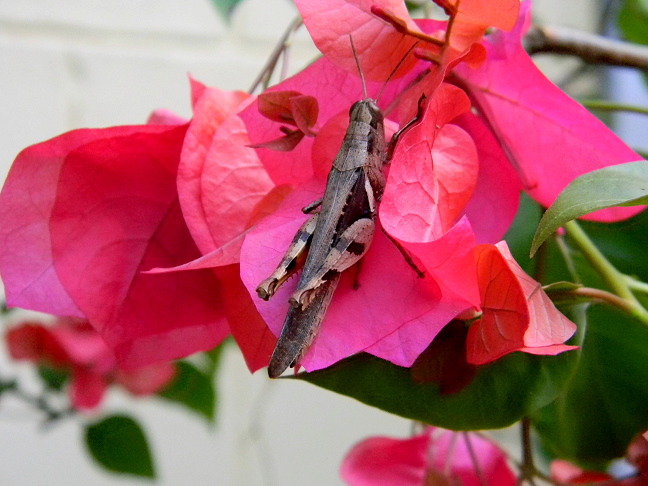 grasshopper on bougainvillea