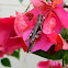 grasshopper on bougainvillea