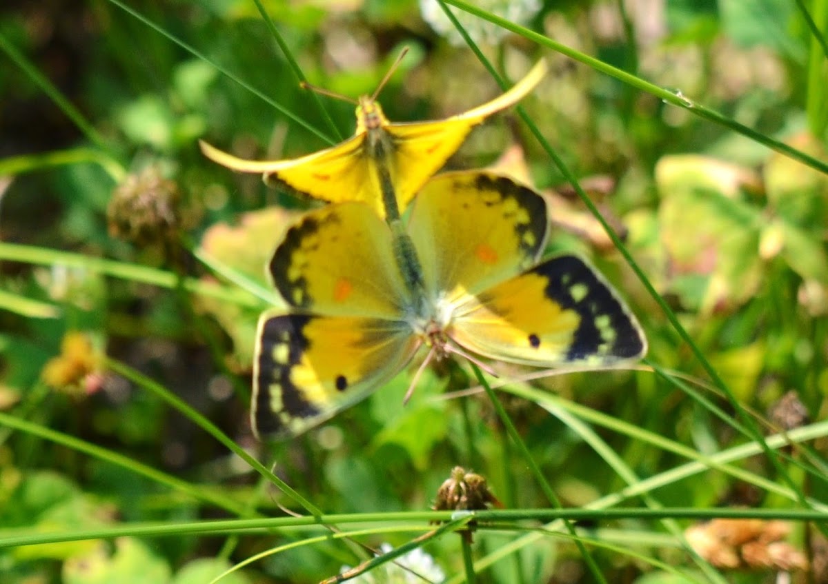 Orange Sulphur