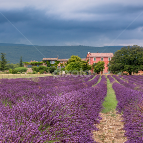 Lavender blooming southern France  by Tamir Vaknin - Landscapes Travel