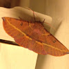 Pink-bellied Moth