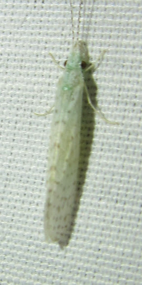 White Miller Caddisfly | Project Noah