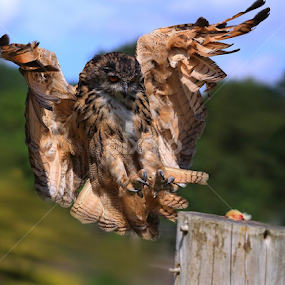 Coming in for Food by Ceri Jones - Animals Birds