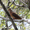 Brown Cuckoo Dove