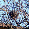 Nest Of A House Wren