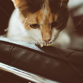 by Attila Hajos - Uncategorized All Uncategorized