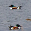 Shoveler, Pato Cuchara