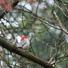 Red-Bellied Woodpecker