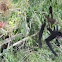 mono araña de Geoffroy - Geoffroy's spider monkey