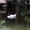 Black necked Swan