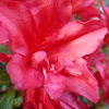 Rhododendron (red)