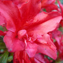 Rhododendron (red)