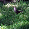 Brown Headed Cowbird( Female)
