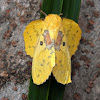 Roseapple Lappet Moth