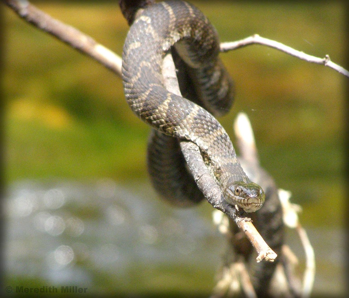 Northern water snake