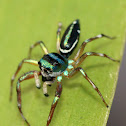 Banded Metallic-Green Jumping Spider
