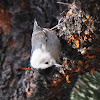 White-Breasted Nuthatch