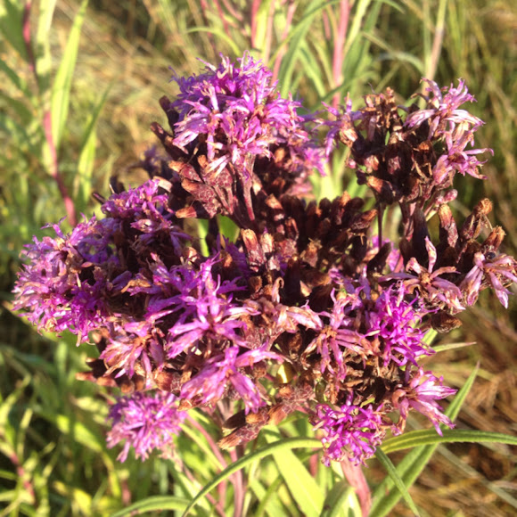 Common Ironweed Project Noah
