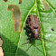 Viburnum Leaf Beetle