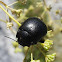Small Bloody-nosed Beetle