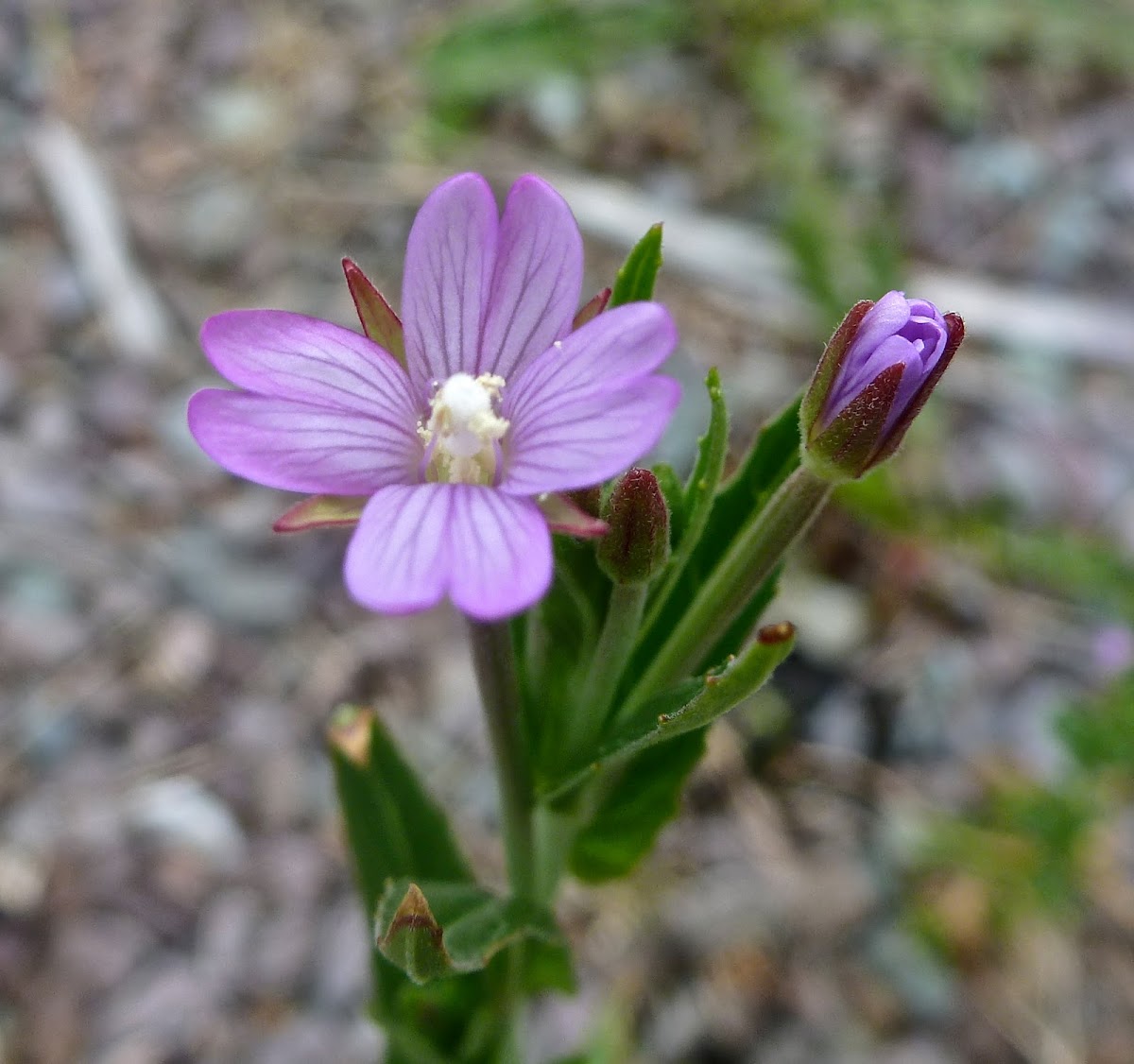 Epilobium