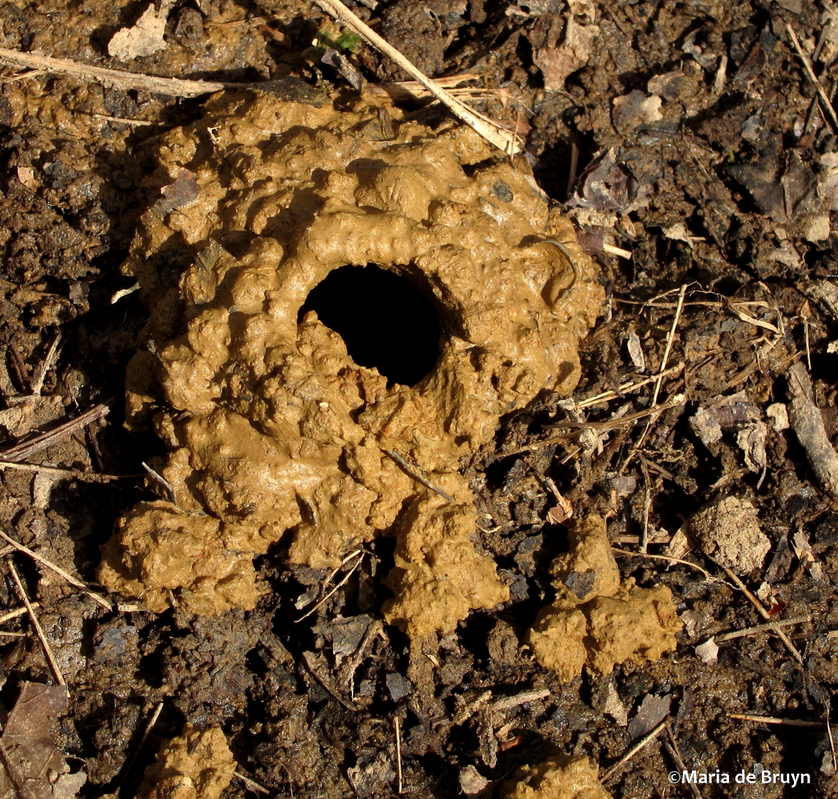 Digger wasp nest