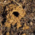 Digger wasp nest