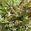 Smallflower Hairy Willowherb