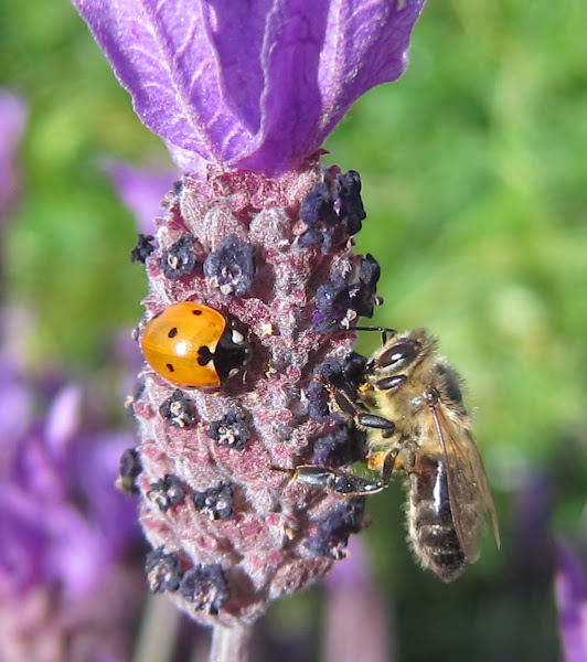 Western honey bee and seven spotted ladubug project noah