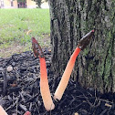 Stinkhorn