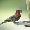 House Finch