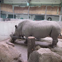 Square-lipped rhinoceros