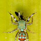 Metallic green Jumping Spider