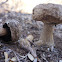 Desert Agaric