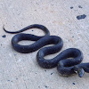 western rat snake/ black rat snake