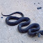 western rat snake/ black rat snake