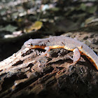 Central newt(terrestrial eft)