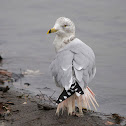 Ring-Billed Gull (winter plumage)