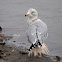 Ring-Billed Gull (winter plumage)