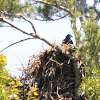 Bald Eagle (juvenile)