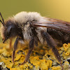 Andrena vaga