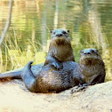 Northern River Otter