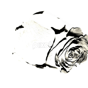 by Neli Dan - Abstract Macro